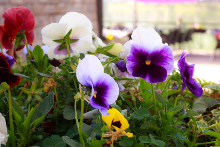Tricolor pansy flower plant natural background, summer timeの写真素材