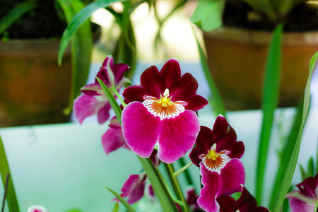 Orchid flowerの写真素材