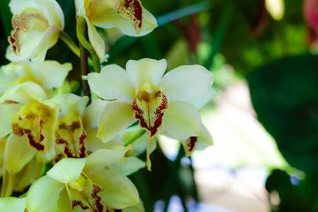 Orchid flowerの写真素材