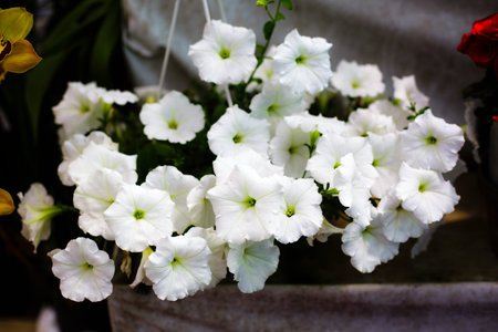 petuniaの写真素材