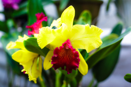Orchid flower