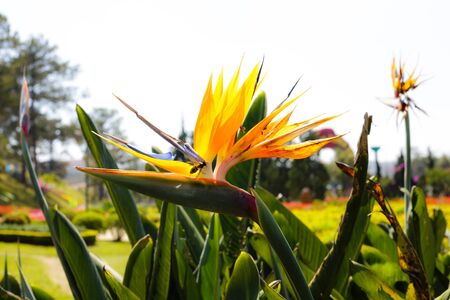 Bird of paradiseの写真素材