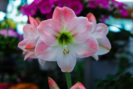 Pink liliesの写真素材