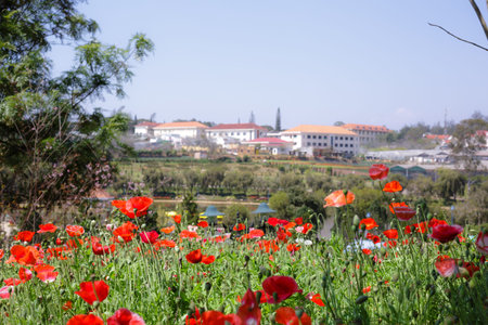 poppies bloomingの写真素材