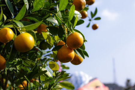 kumquat-Tet Vietnam