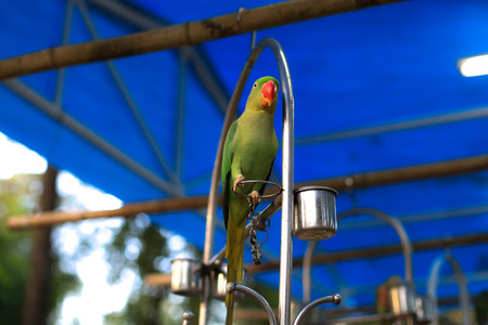 Green parrotの写真素材