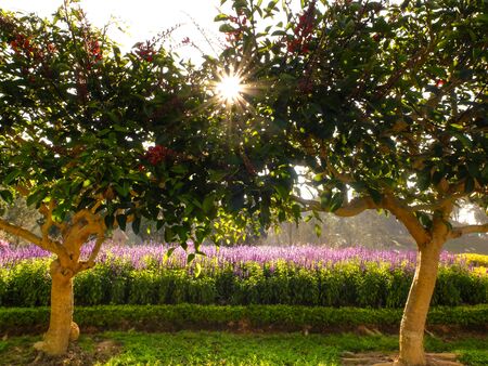 Solar disk view at dawn between two treeの写真素材