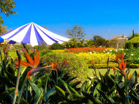 large tent in the parkの写真素材