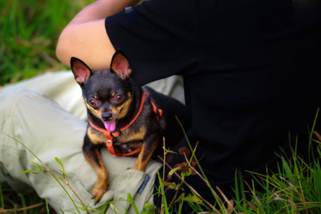 Chihuahua dog long tongueの写真素材