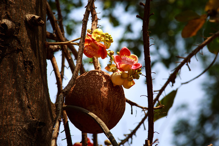 Shorea Robusta, also known as Sal or Shala treeの写真素材