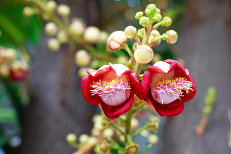 Shorea robusta, also known as Sal or Shala Treeの写真素材