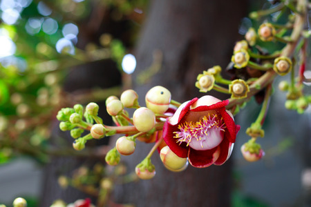 Shorea robusta, also known as Sal or Shala Treeの写真素材