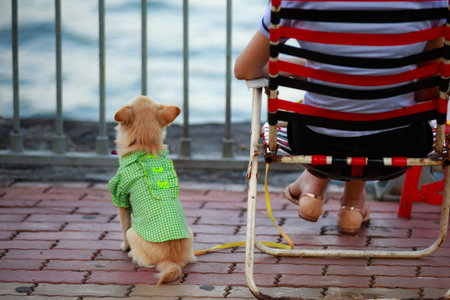 woman and her dog by the lakeの写真素材