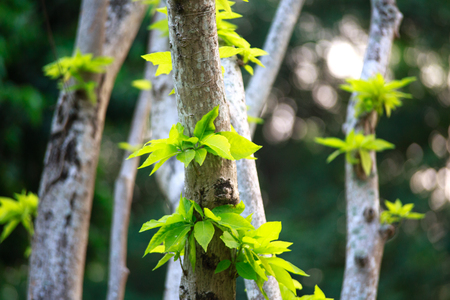 Green budの写真素材