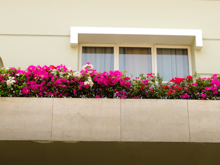 Red Bougainvillea flowers on balconyの写真素材