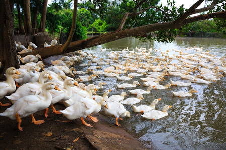 Lots of local duck farm in Binh Duong Vietnamの写真素材