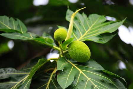Breadfruit on a treeの写真素材