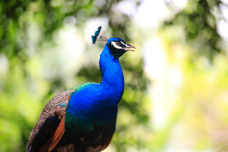 Portrait of a male peacockの写真素材