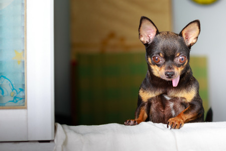 Cute chihuahua looking out a windowの写真素材