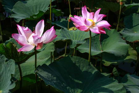 Withered pink lotus flowerの写真素材