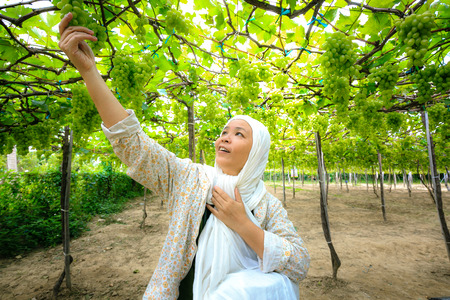 Phan Rang City Vietnam January 2 2015: Unknown Asian woman sitting in the vineyard and the her resting Looked very pleased and happyのeditorial素材