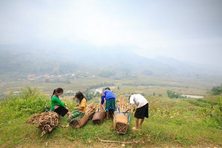 Sapa Vietnam October 12 2014: four little girls from ethnic Hmong resting on the road after collecting firewood in the forestのeditorial素材