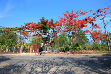 Vungtau city Vietnam May 16 2015: Unknown man cycling on road with hats phoenix flowers blooming brilliant blue sky Prominentのeditorial素材