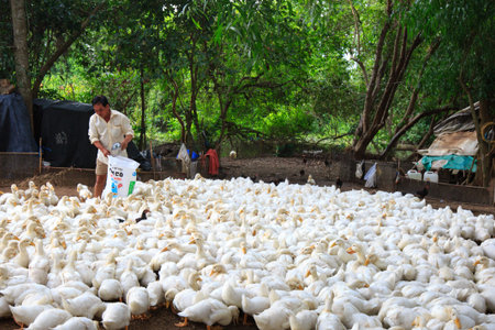 Vietnam Binh Duong city May 30 2015 in a locality duck farms in Binh Duong province Vietnam. a farmer for breeding duck duck ducks eat bran is high yielding Grow Quicklyのeditorial素材