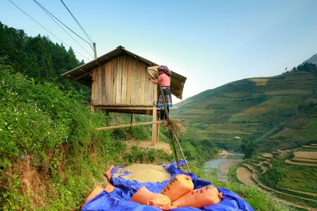 Mu Cang Chai, Vietnam - October 8, 2014: Hmong Women exposed after harvesting rice working on Mu Cang Chai terraced fields print, Vietnamのeditorial素材