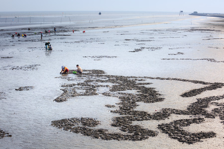 Cangio, Ho Chi Minh City, Vietnam - June 28, 2015 - Farmers are going groping the catch clams, sea scallops Gio, HoChiMinh City, Vietnamのeditorial素材