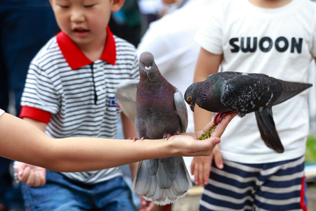 Hochiminh City, Vietnam - July 14, 2015: pigeons feeding on woman's hand on the street Sai Gonのeditorial素材