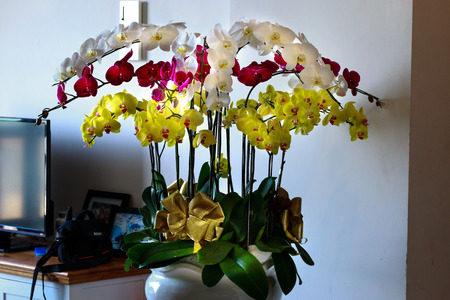 Ho Chi Minh City, Vietnam - July 24, 2015: a Phalaenopsis flower pot with three white, red, yellow stunning in the living room next to the photo frame and Televisionのeditorial素材