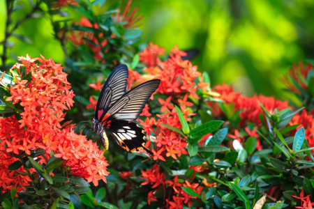 Close up of mail related to perching on red butterfly great Mormon Ixora flowerの写真素材