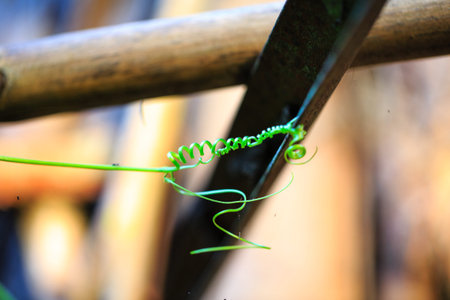 spiraling tendril from Ivy Gourd