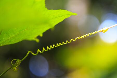 spiraling tendril from Ivy Gourdの写真素材