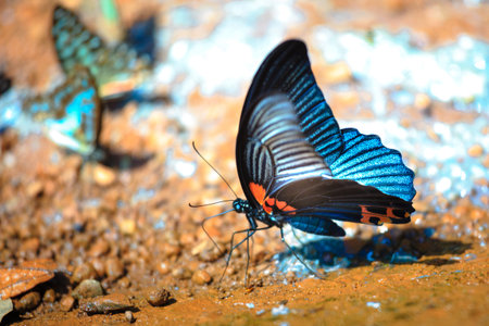The beautiful butterfly Da Ma National Park - Vietnamの写真素材