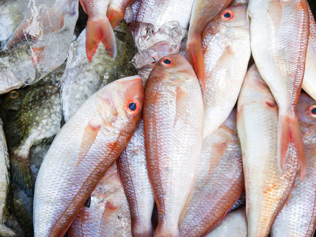 fresh sea fish wallpaper