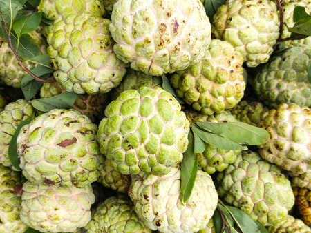 Fresh and RIPE custard apples with green leafs for sale in Vietnamの写真素材