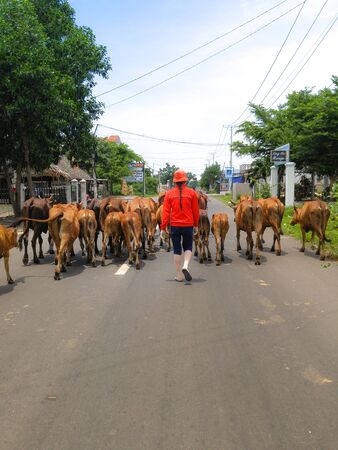 Binh Thuan province, Vietnam - August 31, 2015: Girl dressed in red on the road Cows herded to cowshed. This cow Herd in Vietnam is a great asset of Farmersのeditorial素材