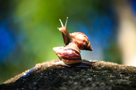 snail crawling over each other to print natureの写真素材