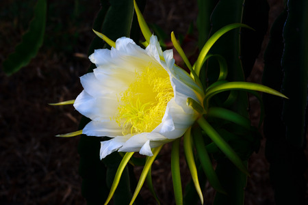 Blossom white flower of dragon fruit, night blooming flower.の写真素材