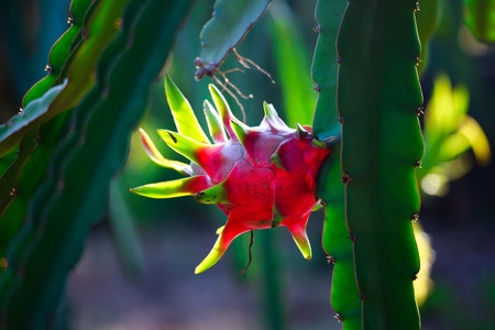 Red Dragon Fruit tree in the garden.の写真素材