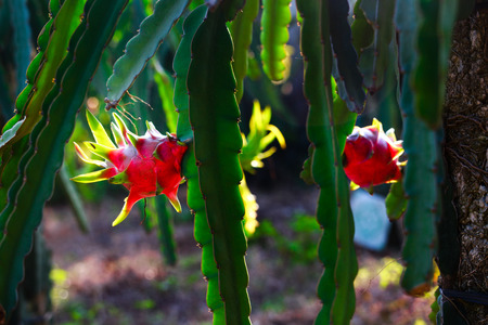 Red Dragon Fruit tree in the garden.の写真素材