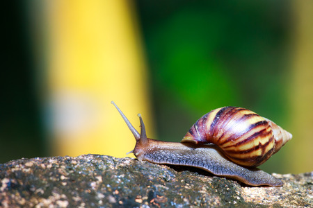 snail crawling on rocksの写真素材
