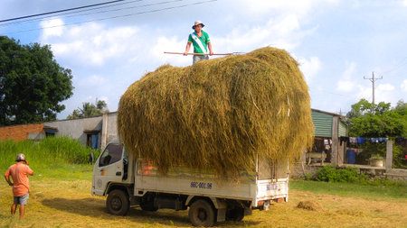 Binh Thuan province, Vietnam - August 30, 2015: after harvesting rice straw to feed cattle THP Farmers, mushrooms and make organic fertilizer raiseのeditorial素材