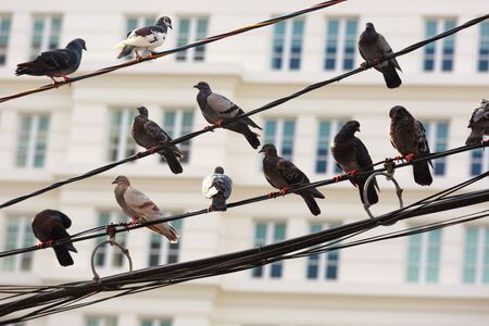 group of pigeons perched on a power line in cityの写真素材