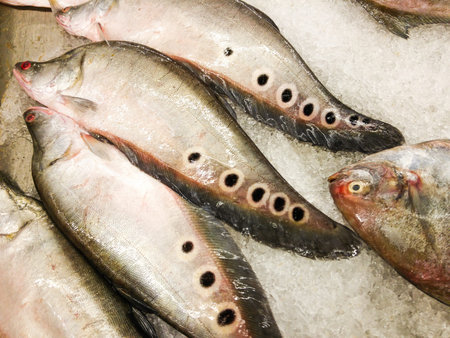 frozen sea fish print sold Supermarkets