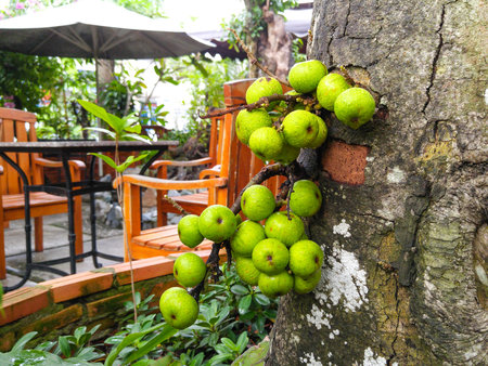 ficus fruits on the tree