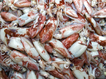 Fresh squid sold in the market