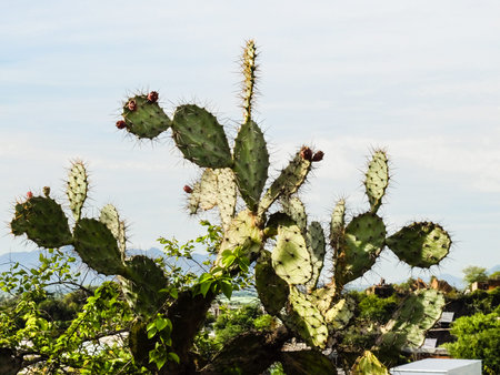 Wild Opuntia cactus bushes, lit by the sun